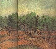 Vincent Van Gogh Olive Grove (nn04) painting